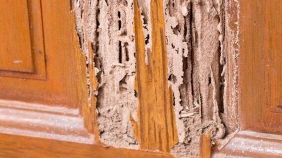 Jasa Pengendali Rayap Surabaya