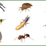 Jasa Pembasmi Serangga