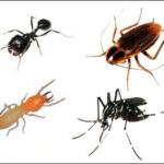 Jasa Pembasmi Rayap Terpercaya