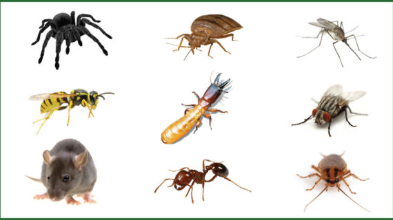 Jasa Pembasmi Hama Serangga