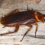 Jasa Pembasmi Hama Gudang