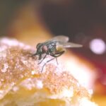 Jasa Pengendali Hama Serangga