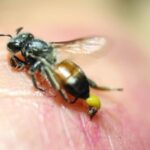 Cara Tepat Mengendalikan Hama