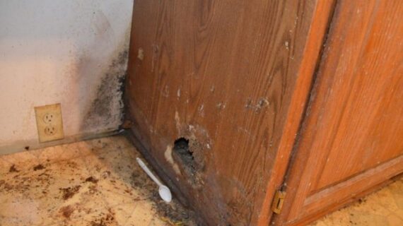 Cara Tepat Mengendalikan Hama Dengan Cepat Dan Tepat