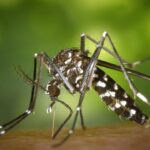 Jasa Pembasmi Nyamuk Profesional