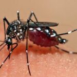 Cara Membasmi Hama Serangga