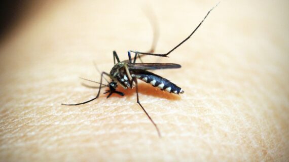 Jasa Pengendali Hama Nyamuk