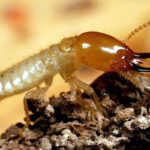 Jasa Pengendali Rayap Profesioanal