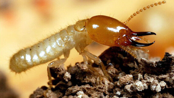 Jasa Anti Rayap Surabaya