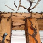 Jasa Pengendali Hama Serangga