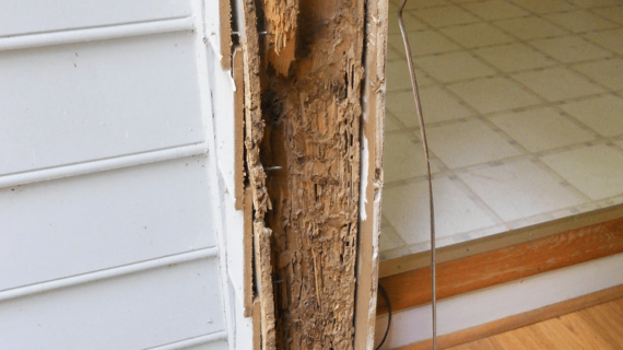 Solusi Tepat Mengatasi Hama