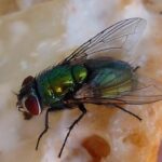 Cara Tepat Membasmi Hama