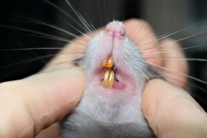 Jasa Pembasmi Tikus Profesional