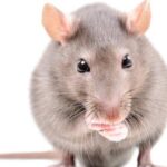 Cara Tepat Menangani Hama Perusak