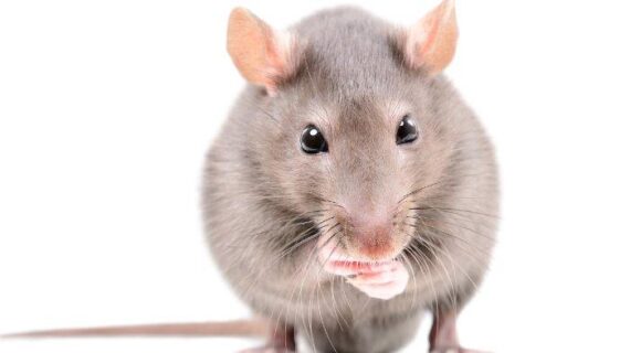 Cara Tepat Menangani Hama Perusak