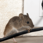 Cara Tepat Membasmi Hama Tikus