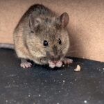 Jasa Pembasmi Hama Terpercaya Dan Profesional Surabaya