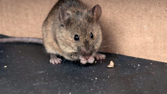 Jasa Pembasmi Hama Terpercaya Dan Profesional Surabaya