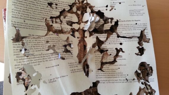 Jasa Pengendali Rayap Terpercaya Surabaya